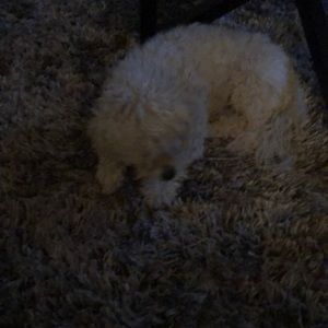 Meet your Posher, Aurelio